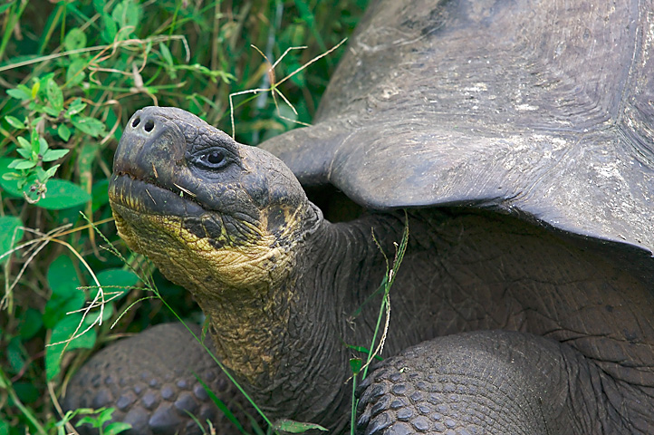 a tortoise eating in a green area