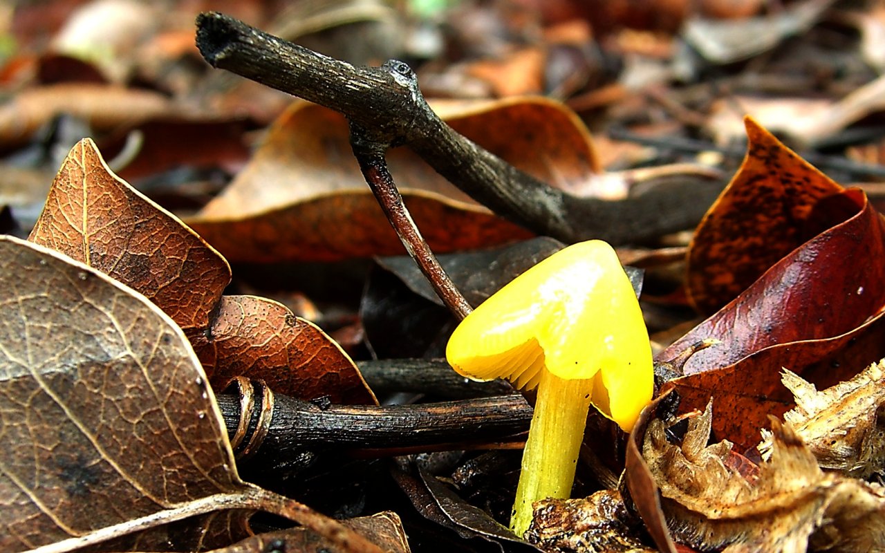 a small yellow mushroom sitting on the ground among leaves