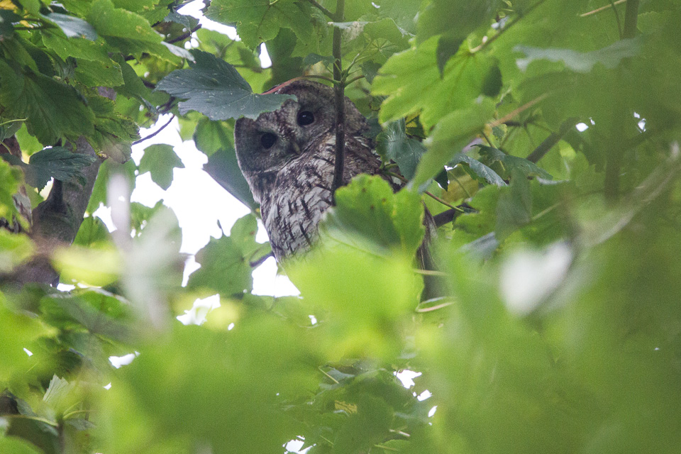 an owl sitting in a tree nch among the leaves