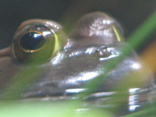 a close up of the frog with a yellow eyes