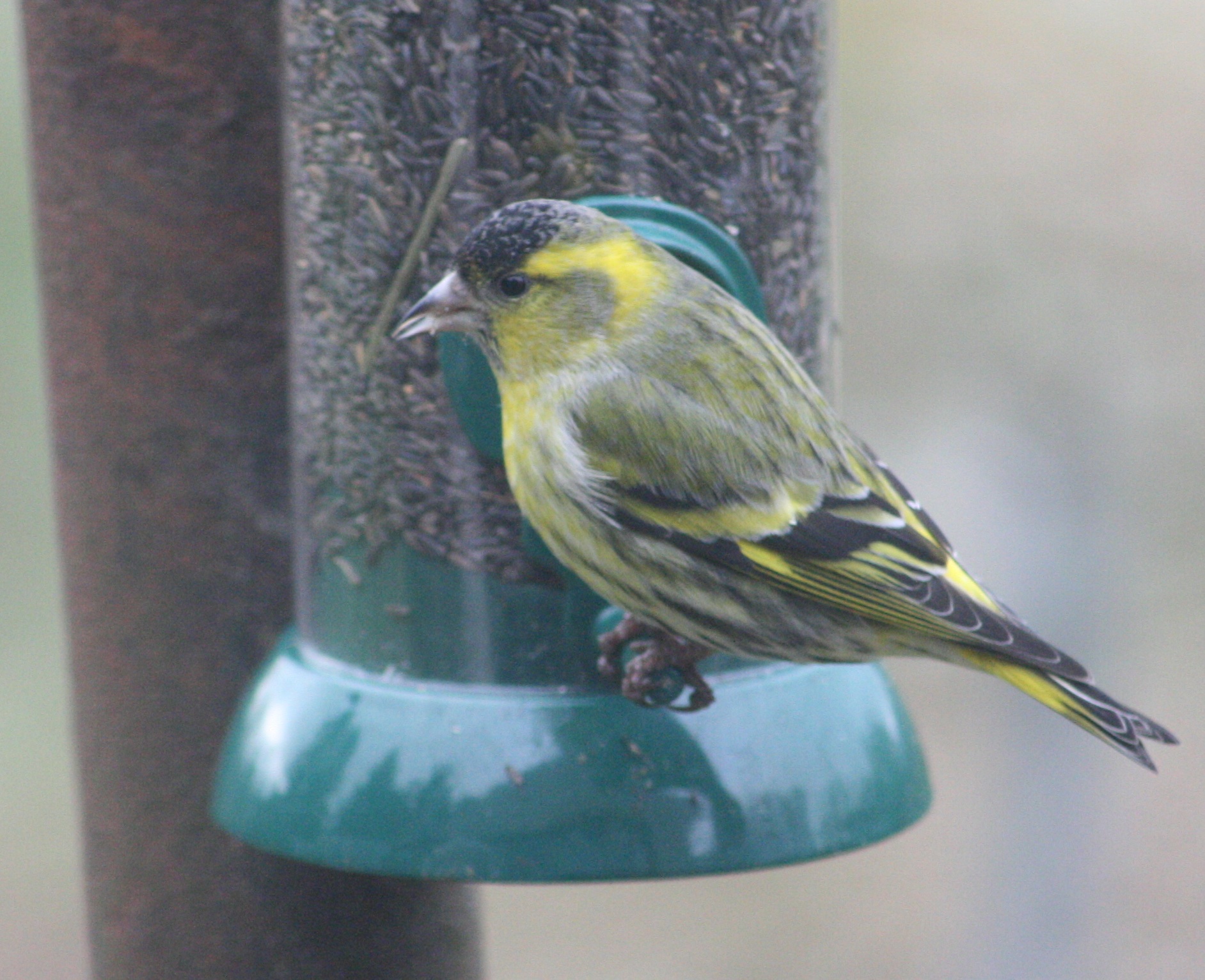 a yellow and grey bird standing on a bird feeder