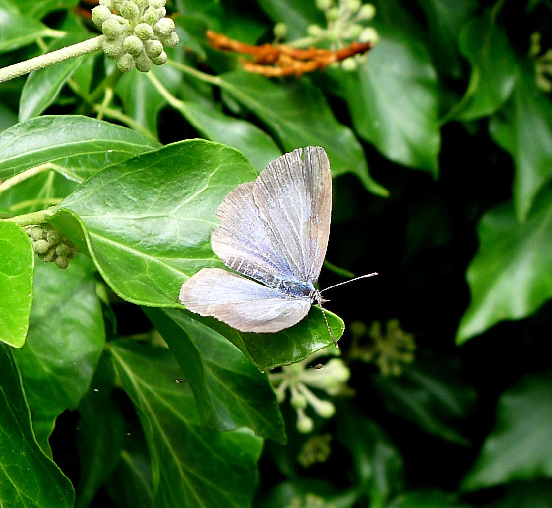 a purple erfly perched on top of a green plant