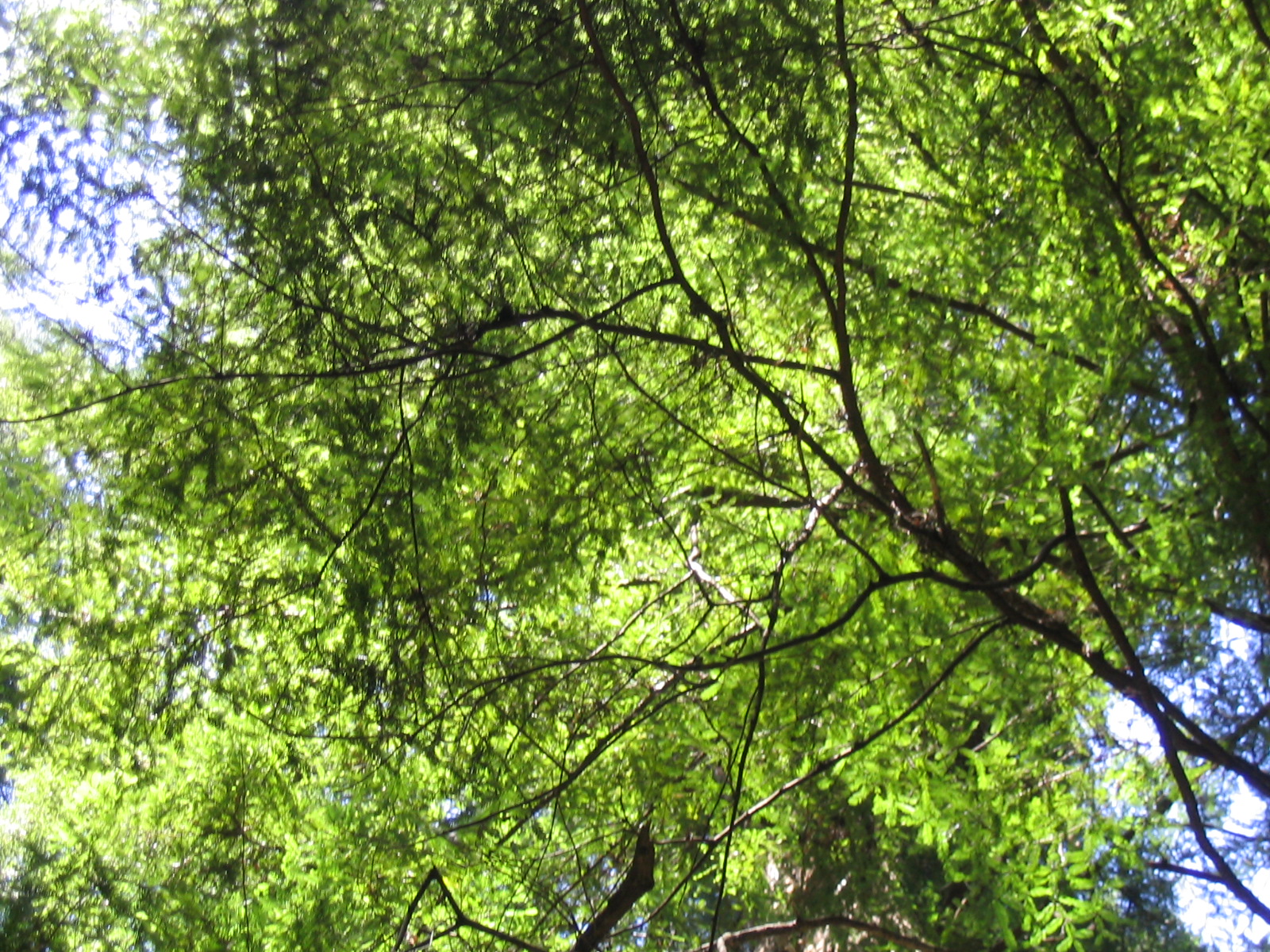 a green leafy tree reaching into the distance