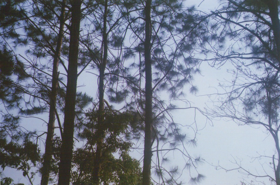 the tall trees are shown from behind