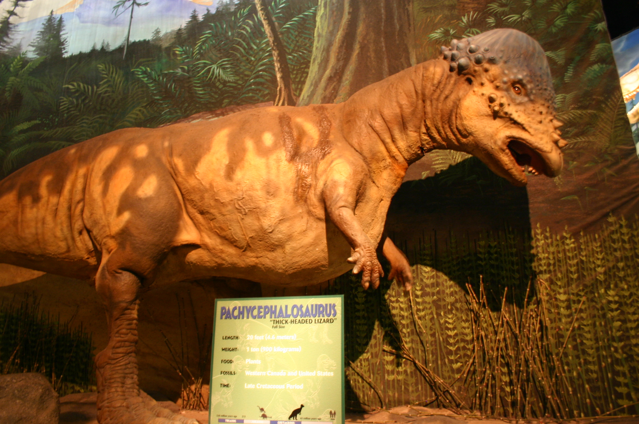 a museum display of a sterataur and dinosaur exhibit