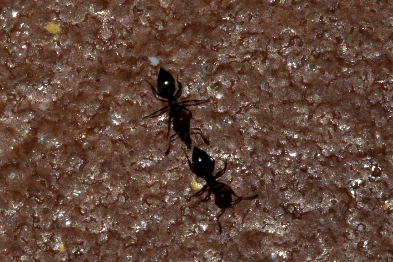 two black bugs are on the ground