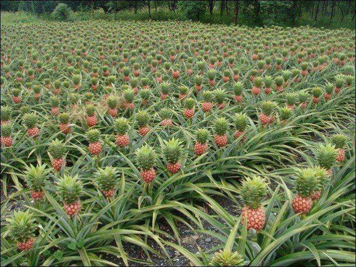 pineapples are shown in the field near the woods