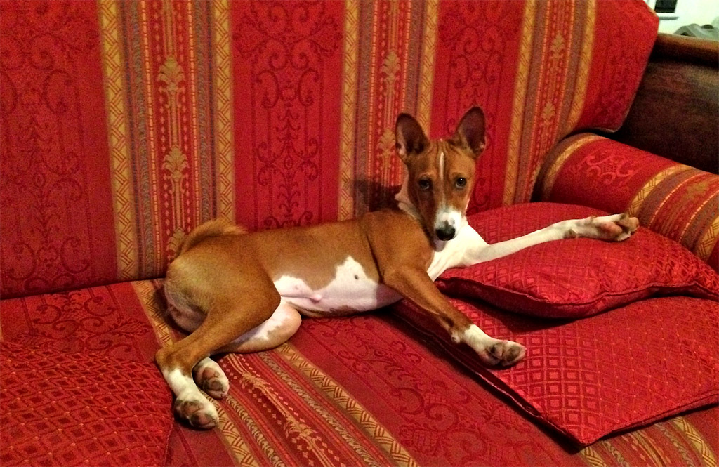 a dog on a red couch with some pillows