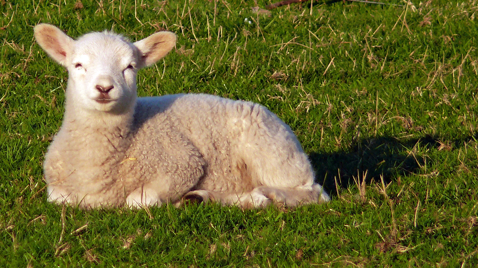 white lamb lying in a green field with grass