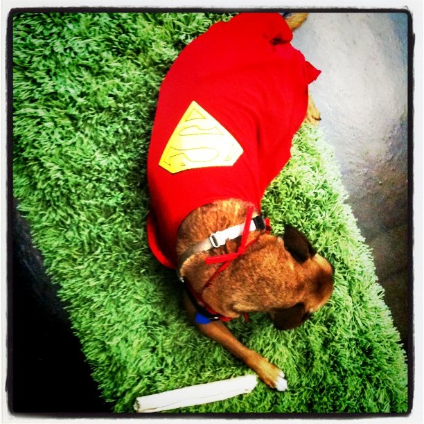 a dog dressed up like a super hero on green grass
