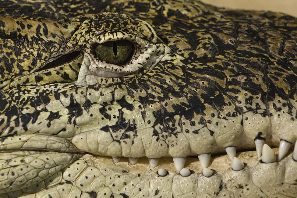 closeup of an alligator with its mouth open