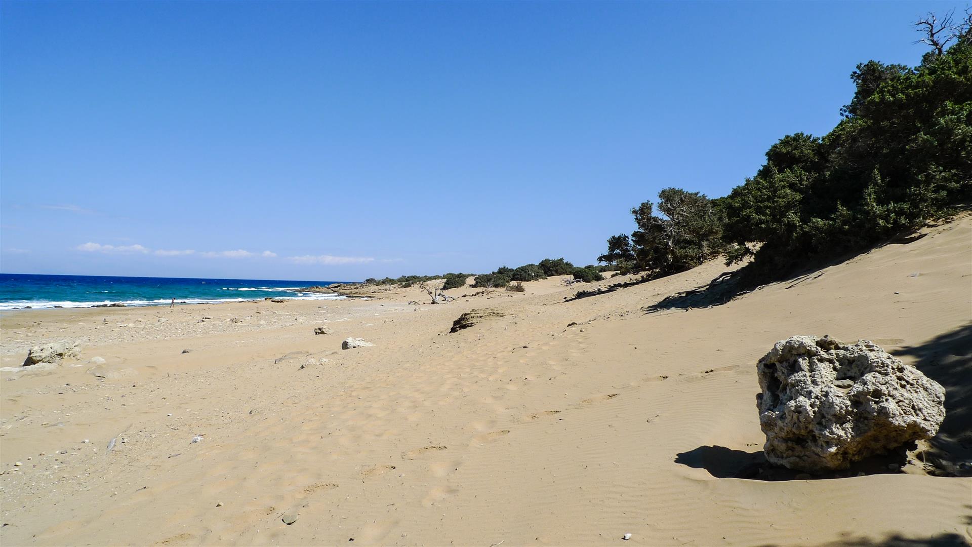 the beach is full of vegetation and sand