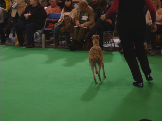 a dog in the crowd at a competition is trying to walk