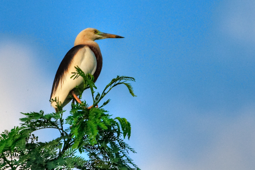 a bird sitting on top of a leafy plant