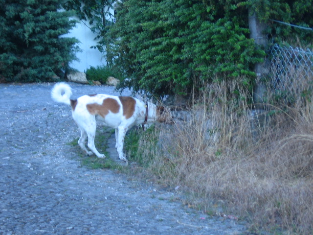 brown and white dog walking around in the yard