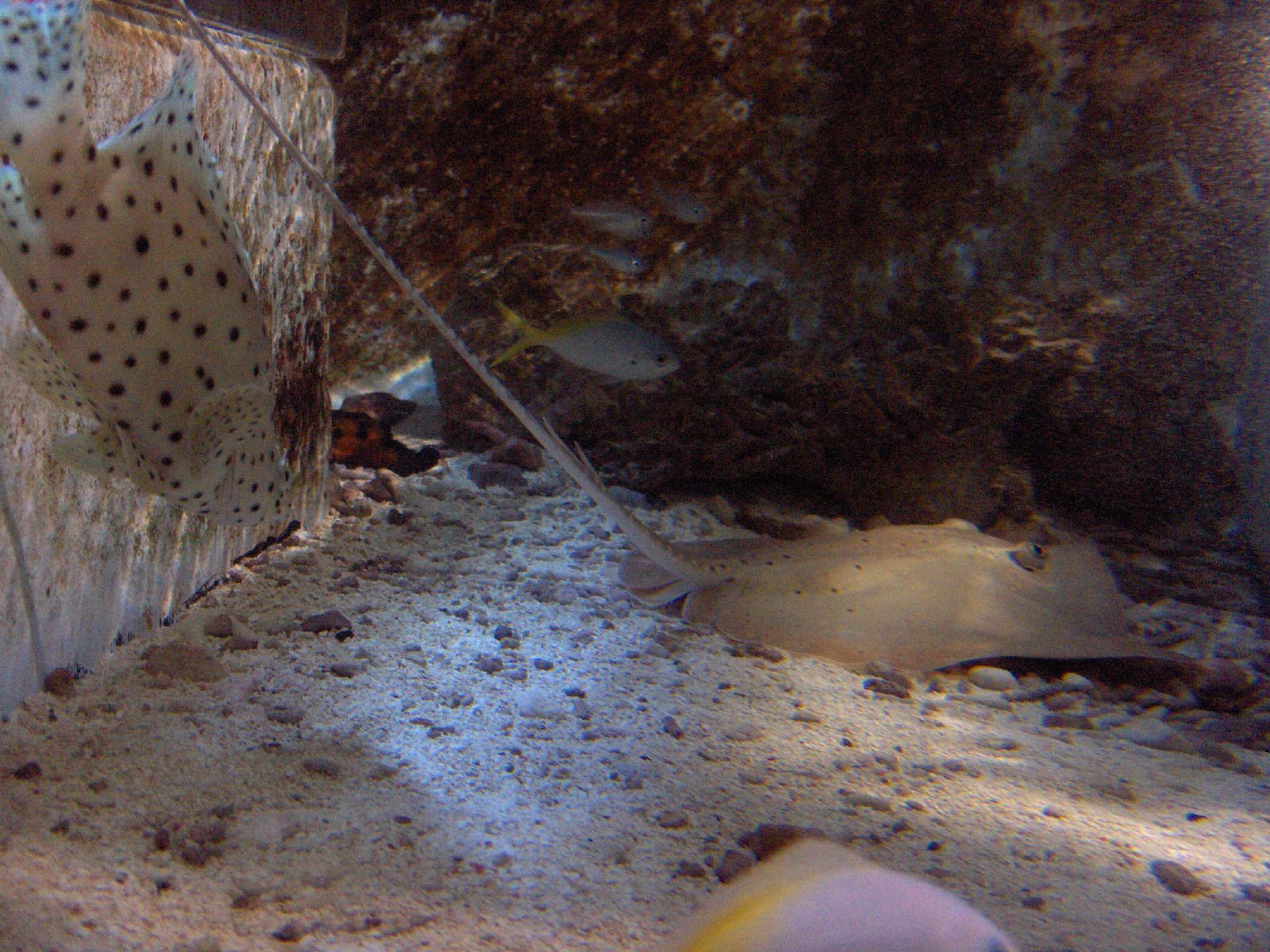 an underwater view of a very pretty spotted object