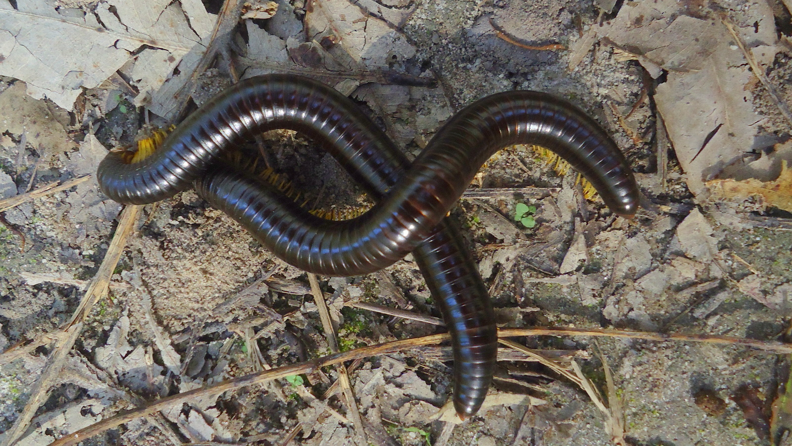 a big brown and black snake laying on the ground