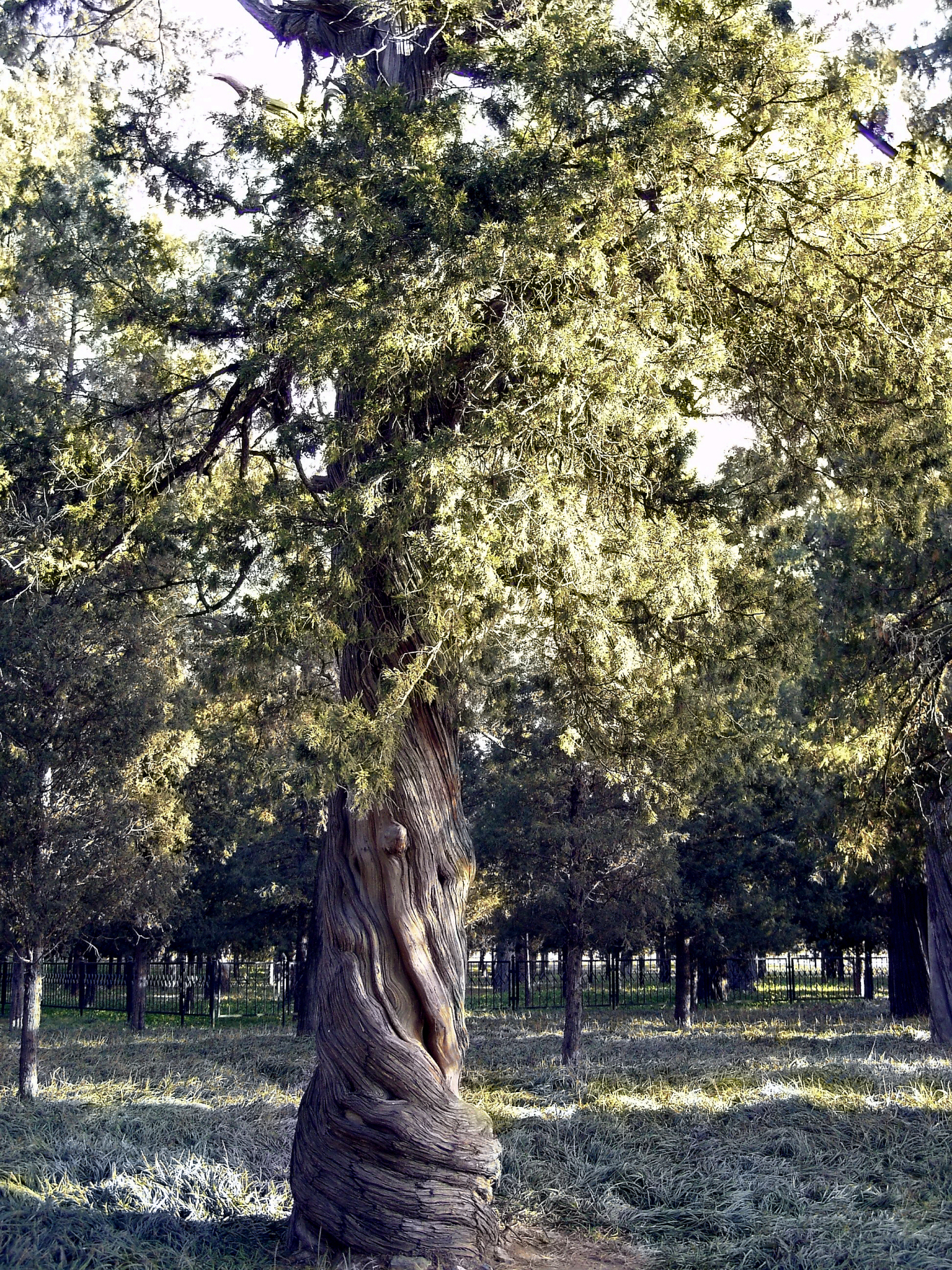 a large wooden tree trunk in the middle of a forest