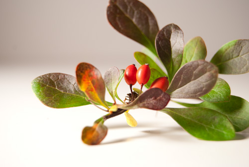 a small cluster of flowers with leaves on a white background