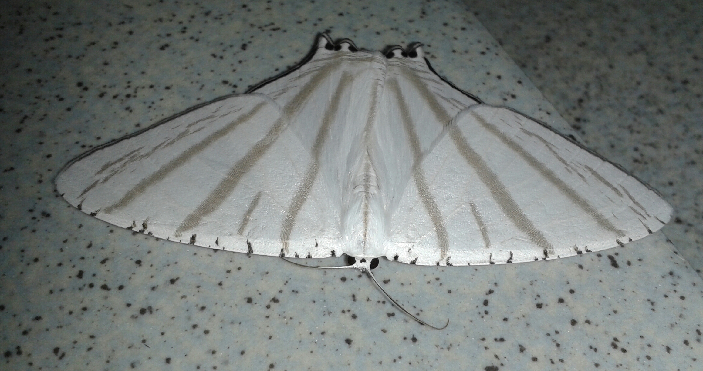 a white erfly sitting on a table with dark dots