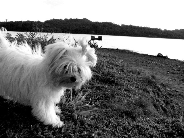the small white dog stands near the water