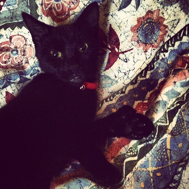 a black cat laying on a quilt and looking at the camera