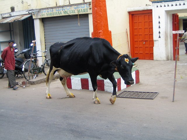 a cow is walking across the street in front of a man