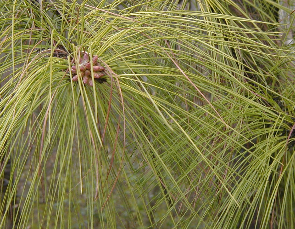 close up of a pine tree with needles