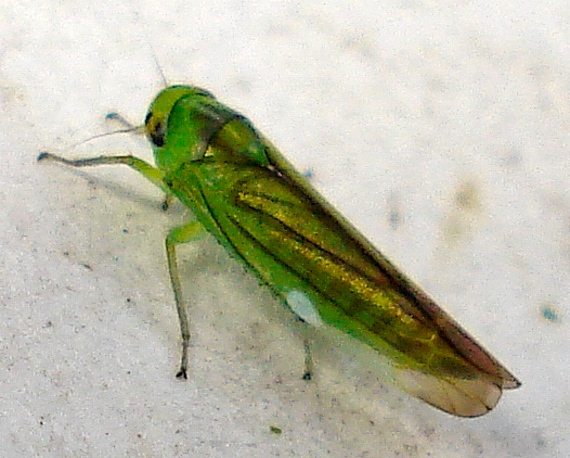 green insect with yellow markings sitting on white surface