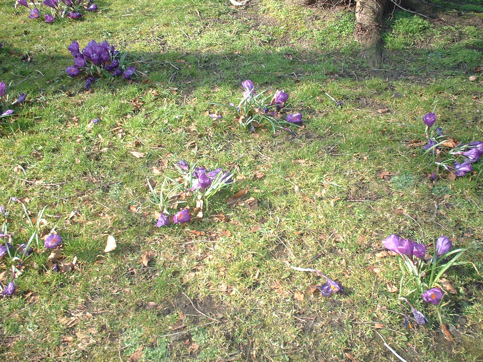 many purple flowers growing in the grass