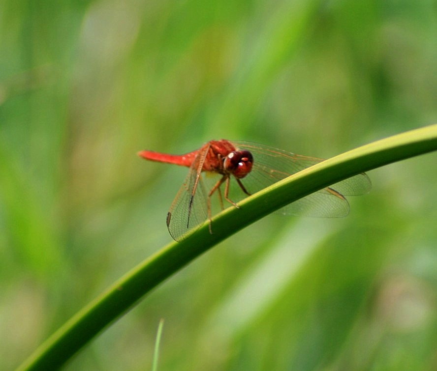 a red insect on top of a green stalk