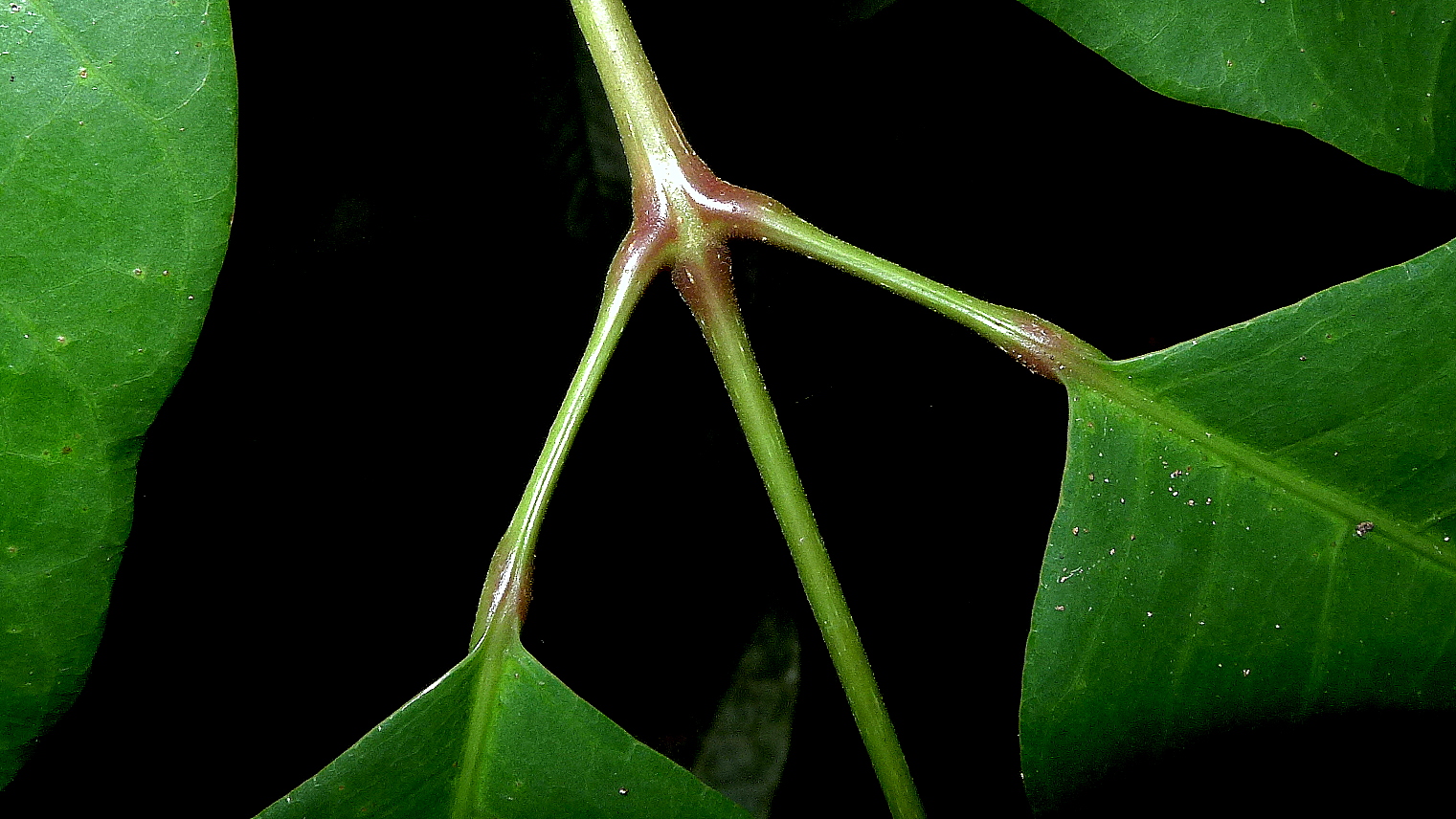 a large green leaf with white buds and dark background