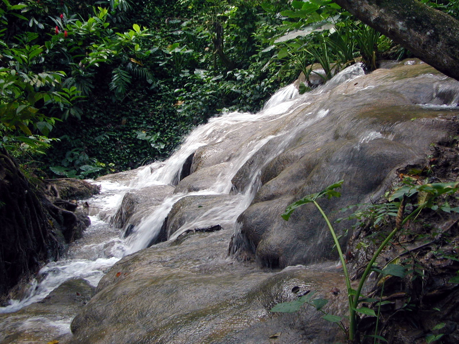 the stream runs in to the jungle with many trees