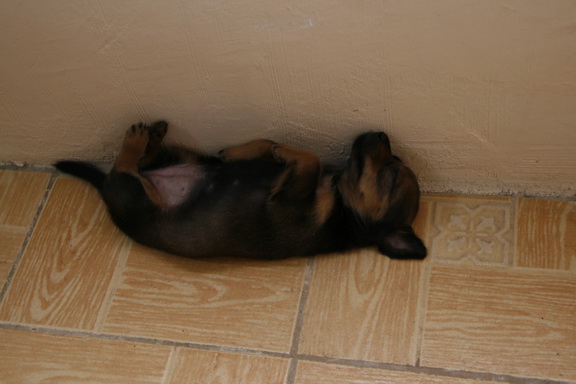 a dog laying on its back on the floor with his paws crossed