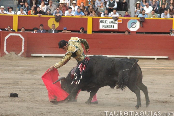a man performing a traditional spanish fighting with a steer