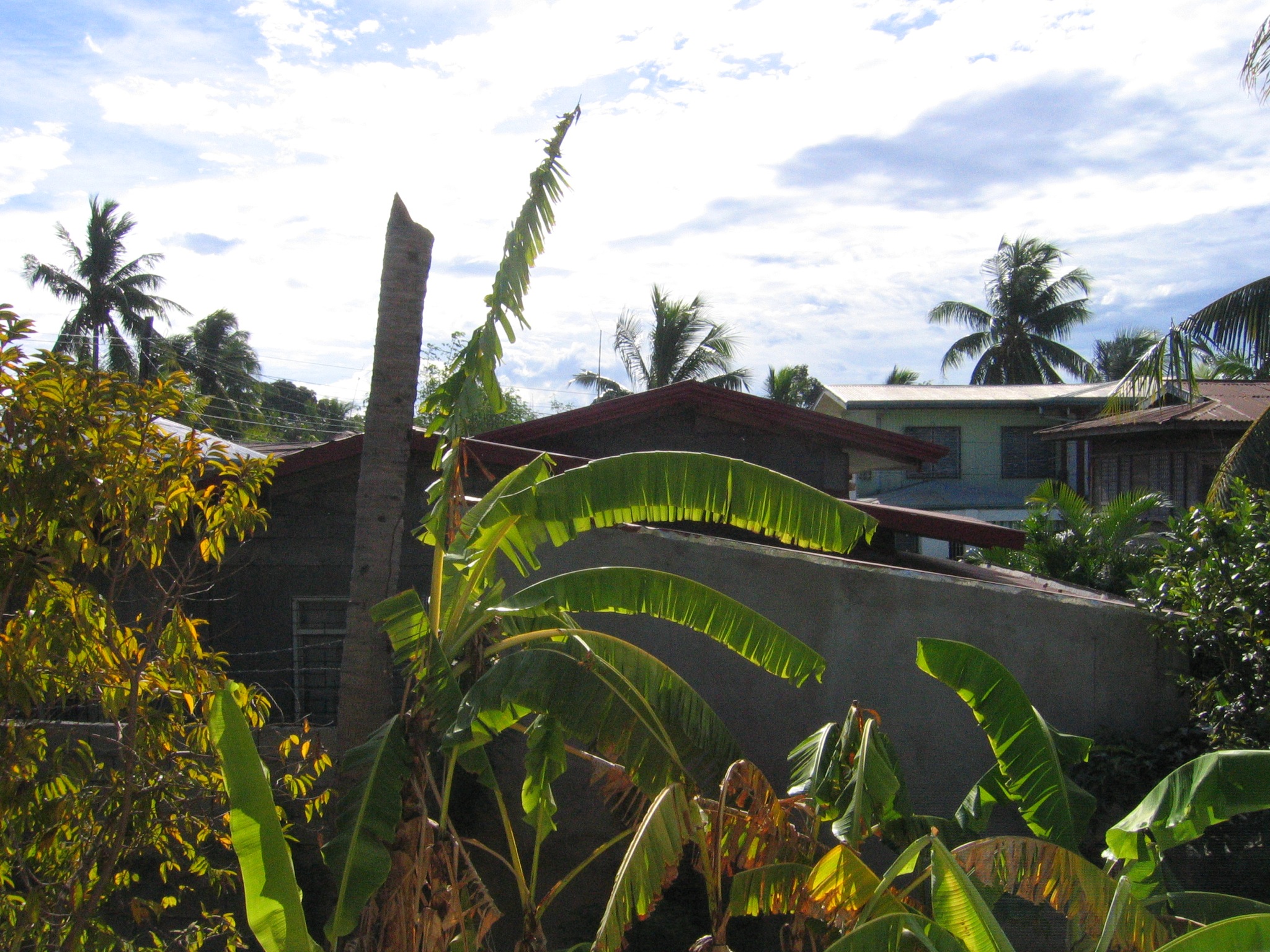 the back of some houses with palm trees