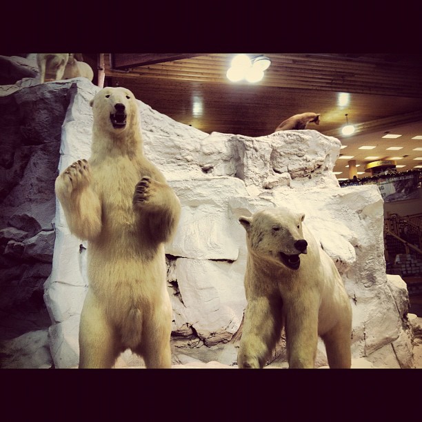 three polar bears standing on both sides of a rocky wall