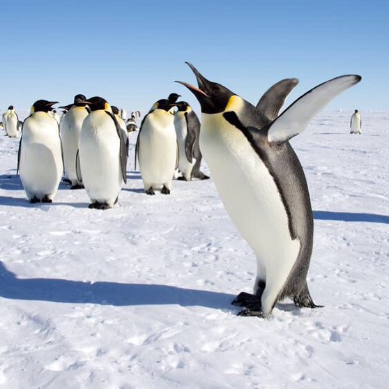 several penguins are standing in the snow next to each other