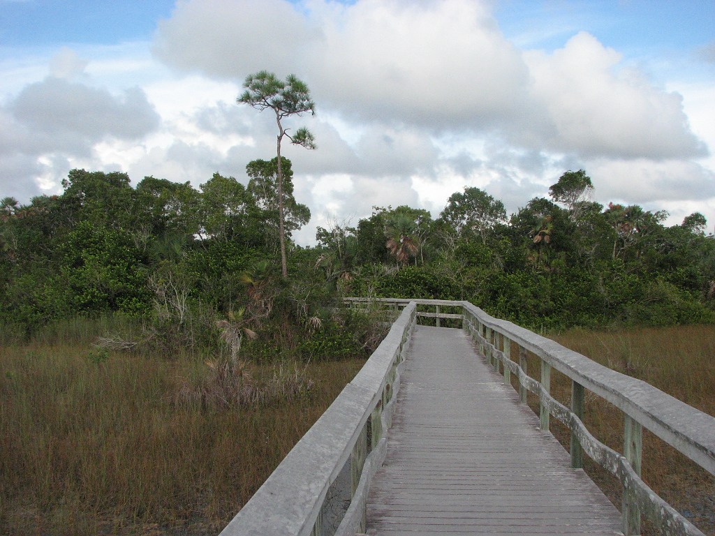 a bridge in a swamp with lots of trees