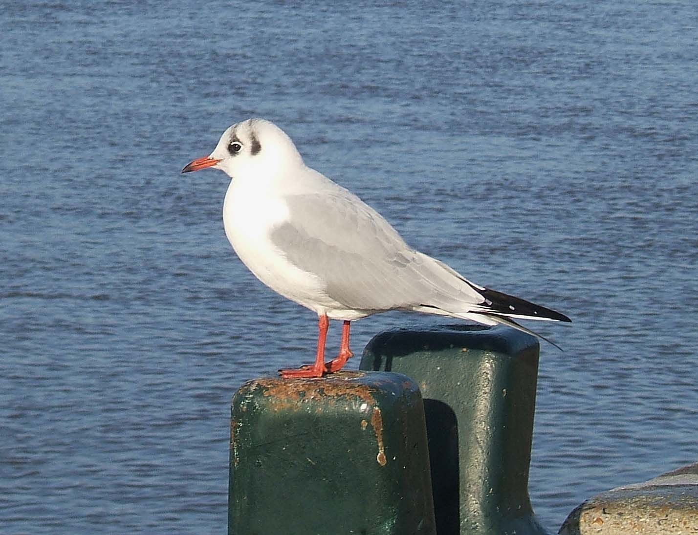 a bird perched on top of a piece of concrete near a body of water