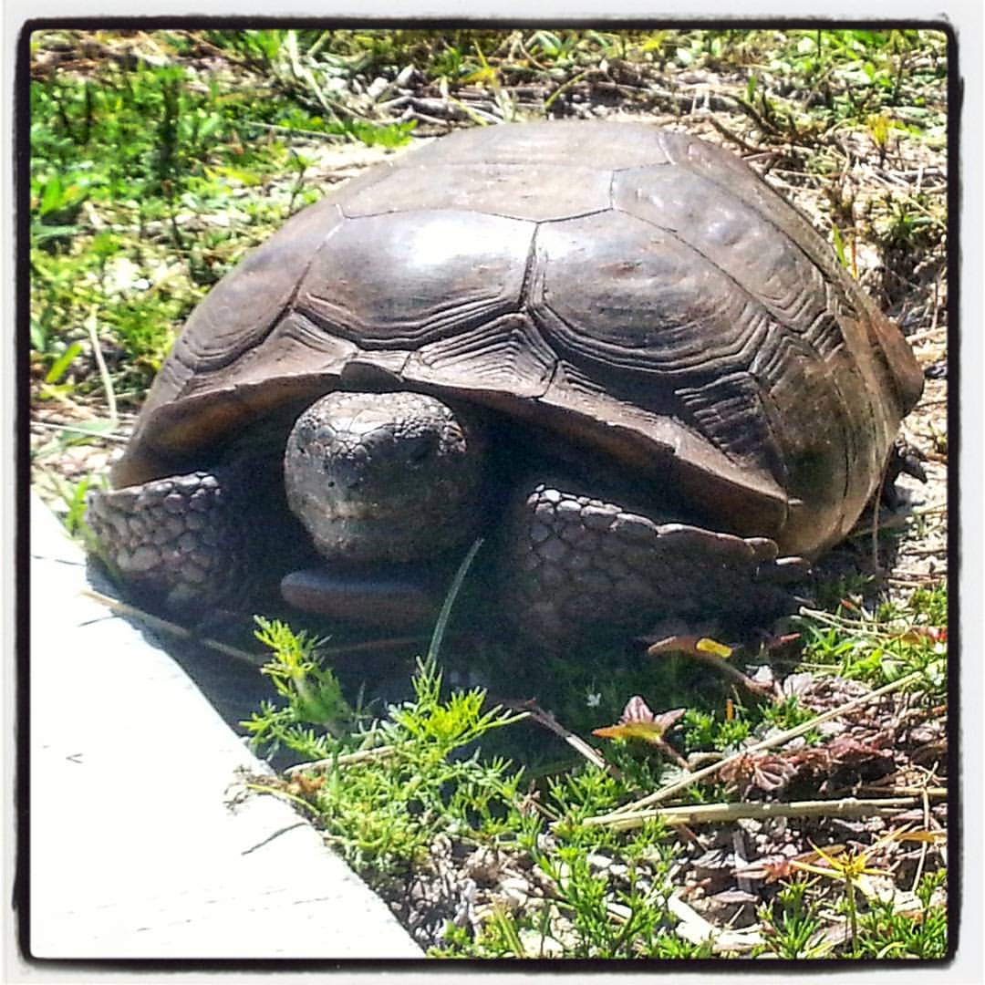 the giant tortoise is sitting on the ground outside