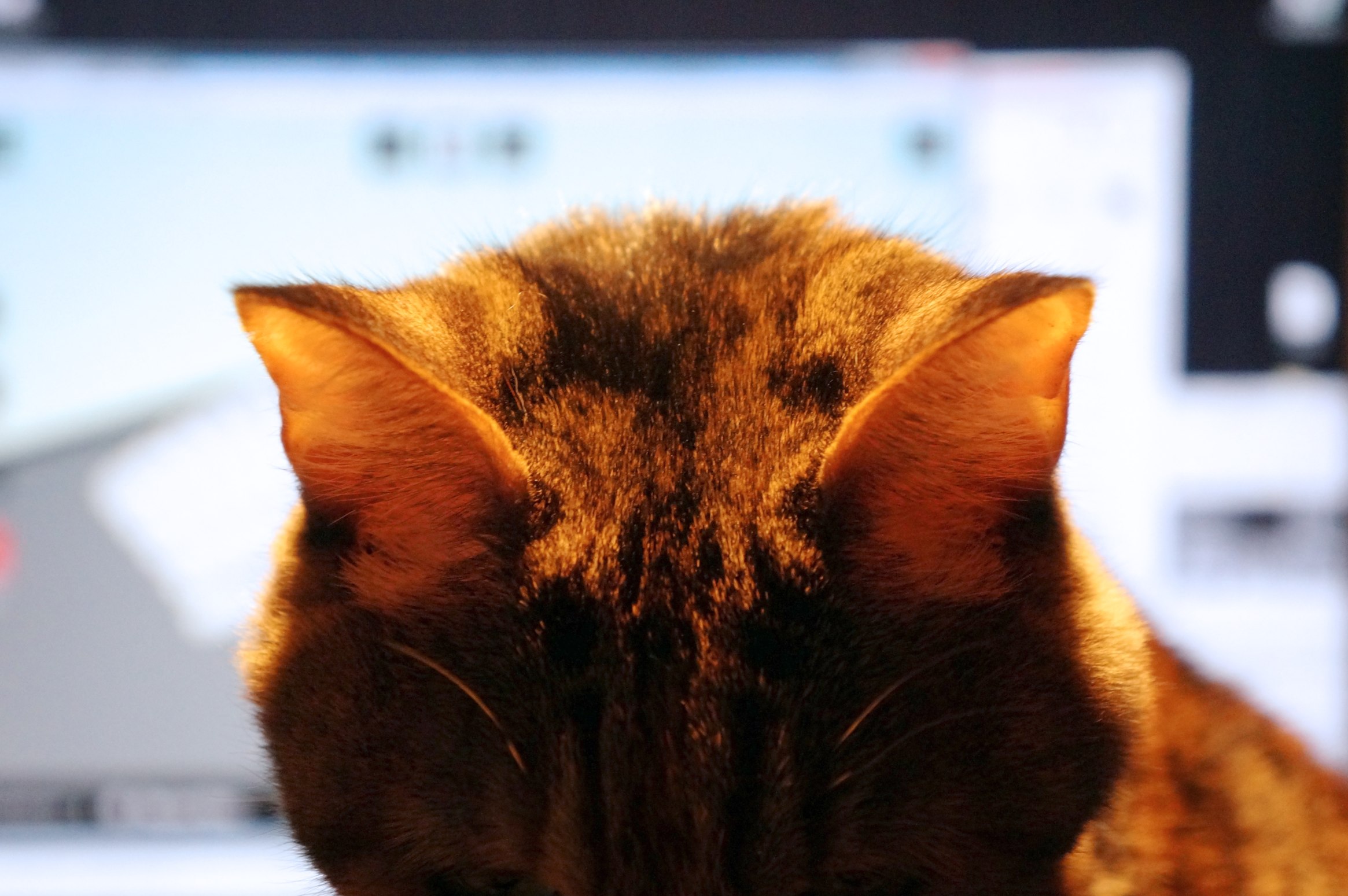 a close up of a cat in front of a computer screen