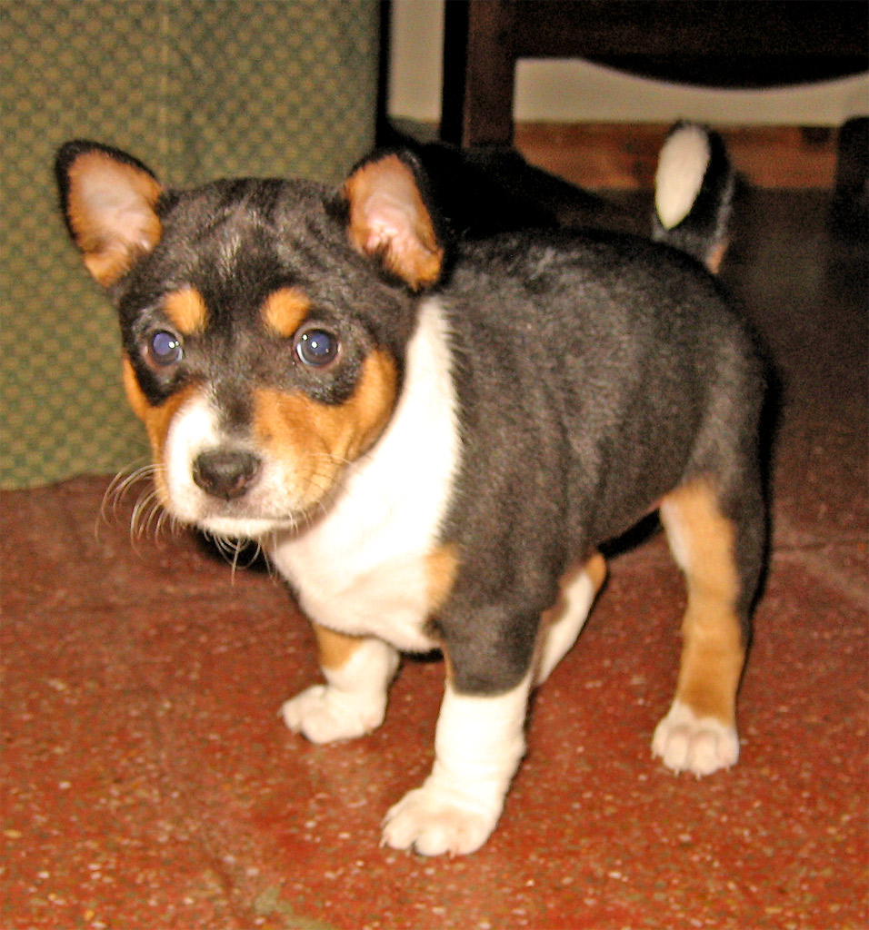 a small puppy standing on a tile floor