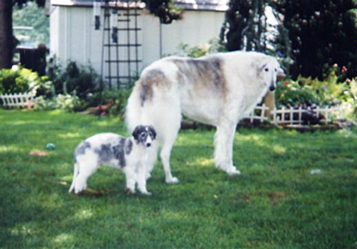 large dog with grey and white markings standing near another dog