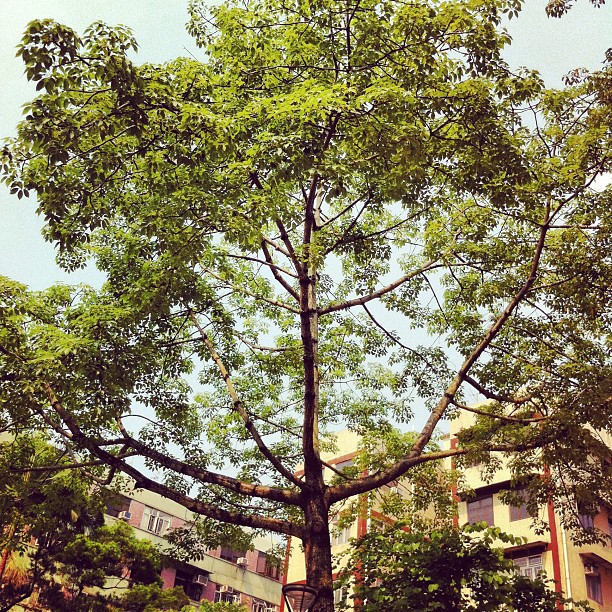 a tall tree sitting in the middle of a city