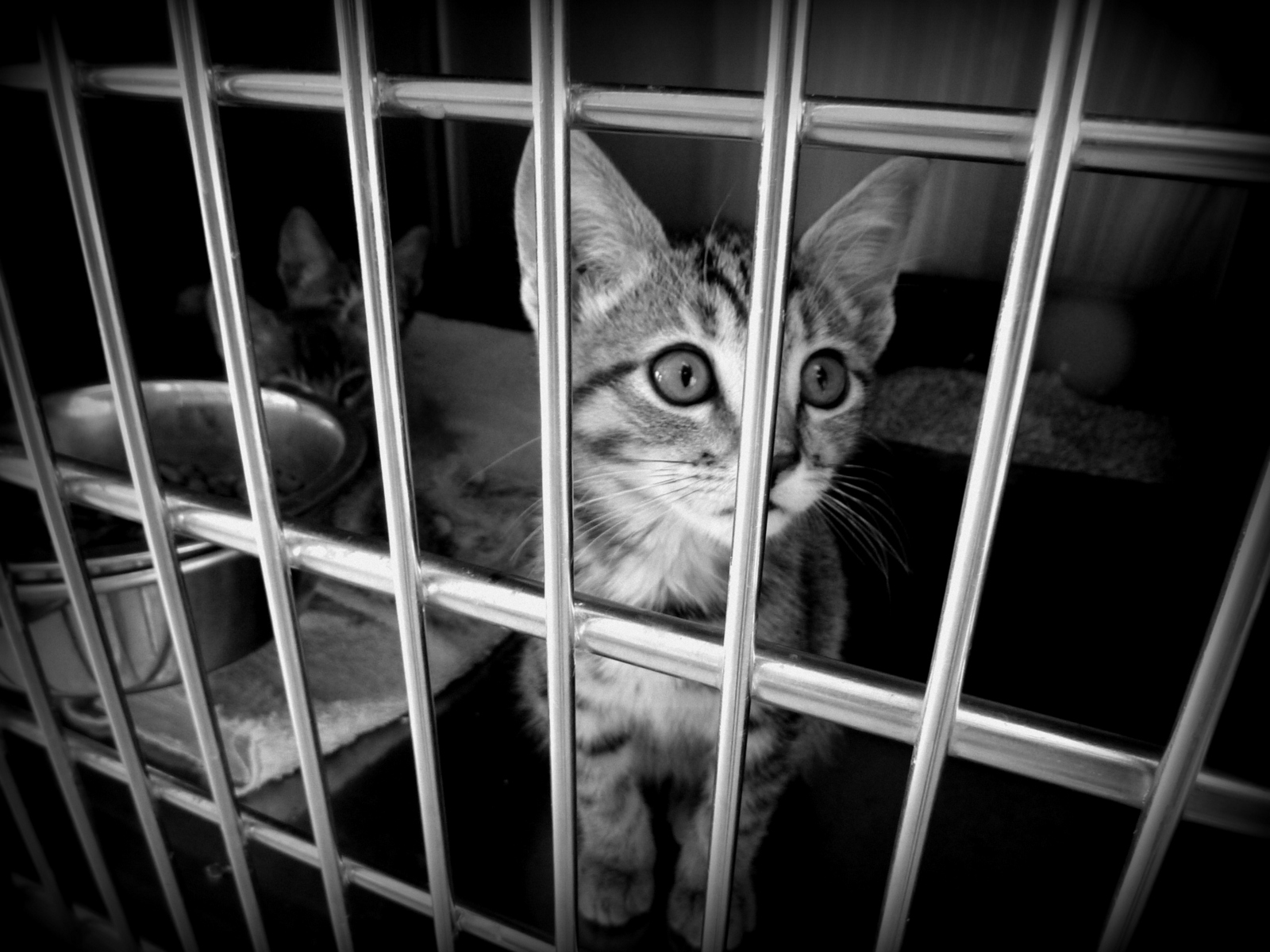a black and white po of a cat looking out through the bars of its kennel