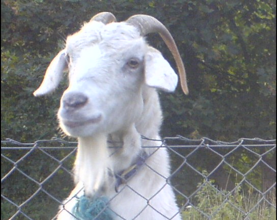 there is a goat that is behind a fence