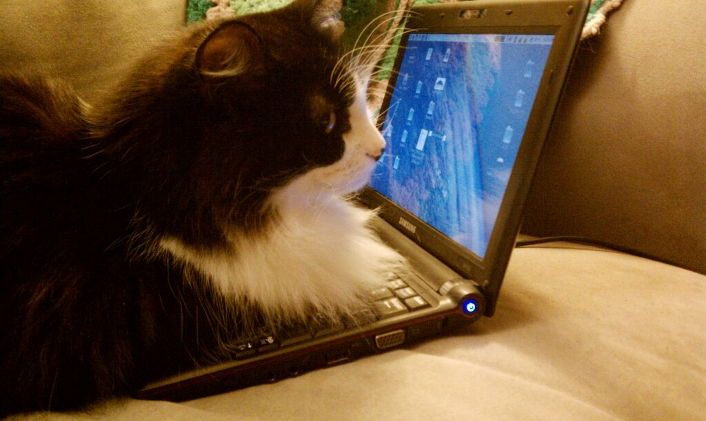 the black and white cat is laying on the laptop