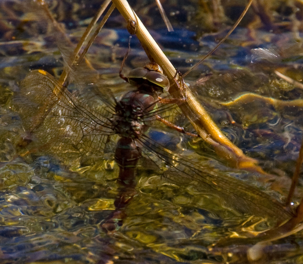 a close - up of a dragon fly perched on water with other insects