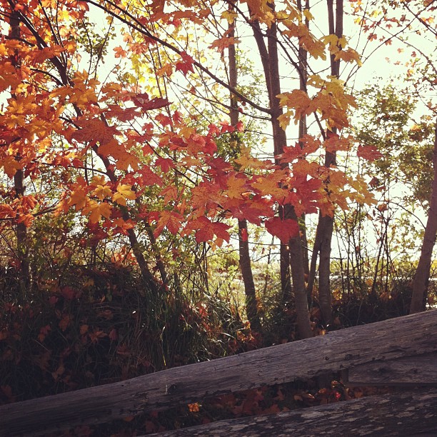 a bench that is next to some trees